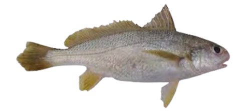 Gold Snapper (Angkui)